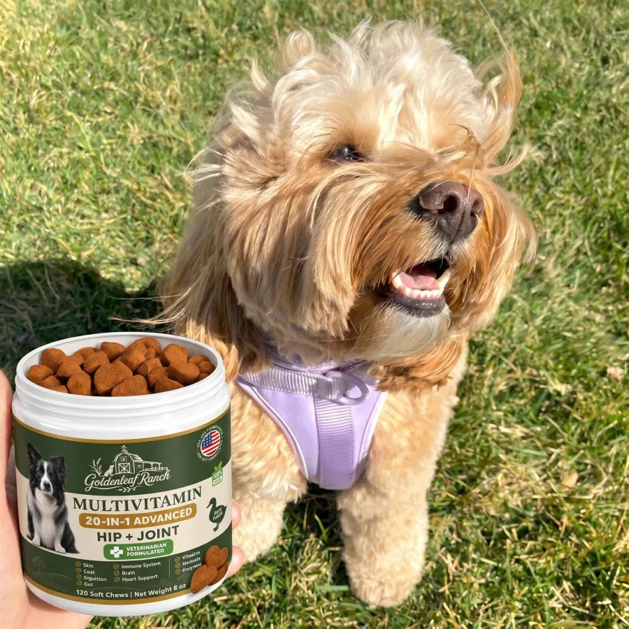 A happy customer dog