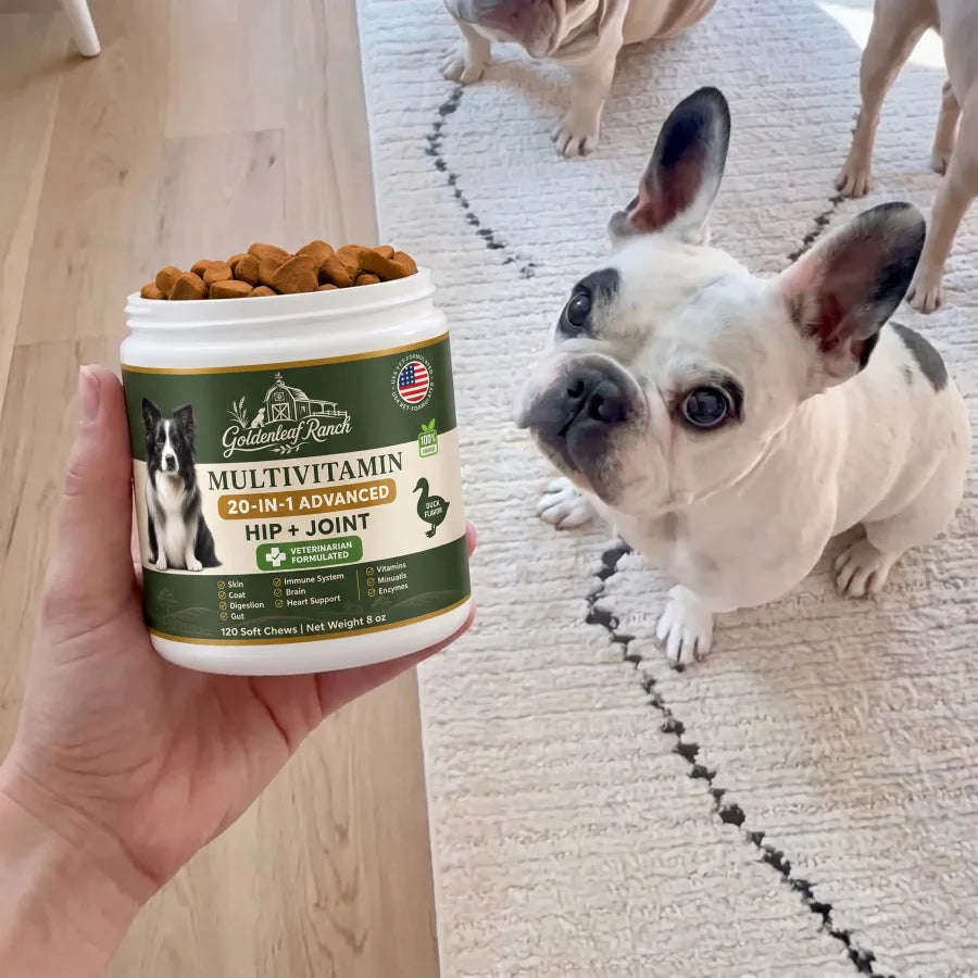 A happy customer dog