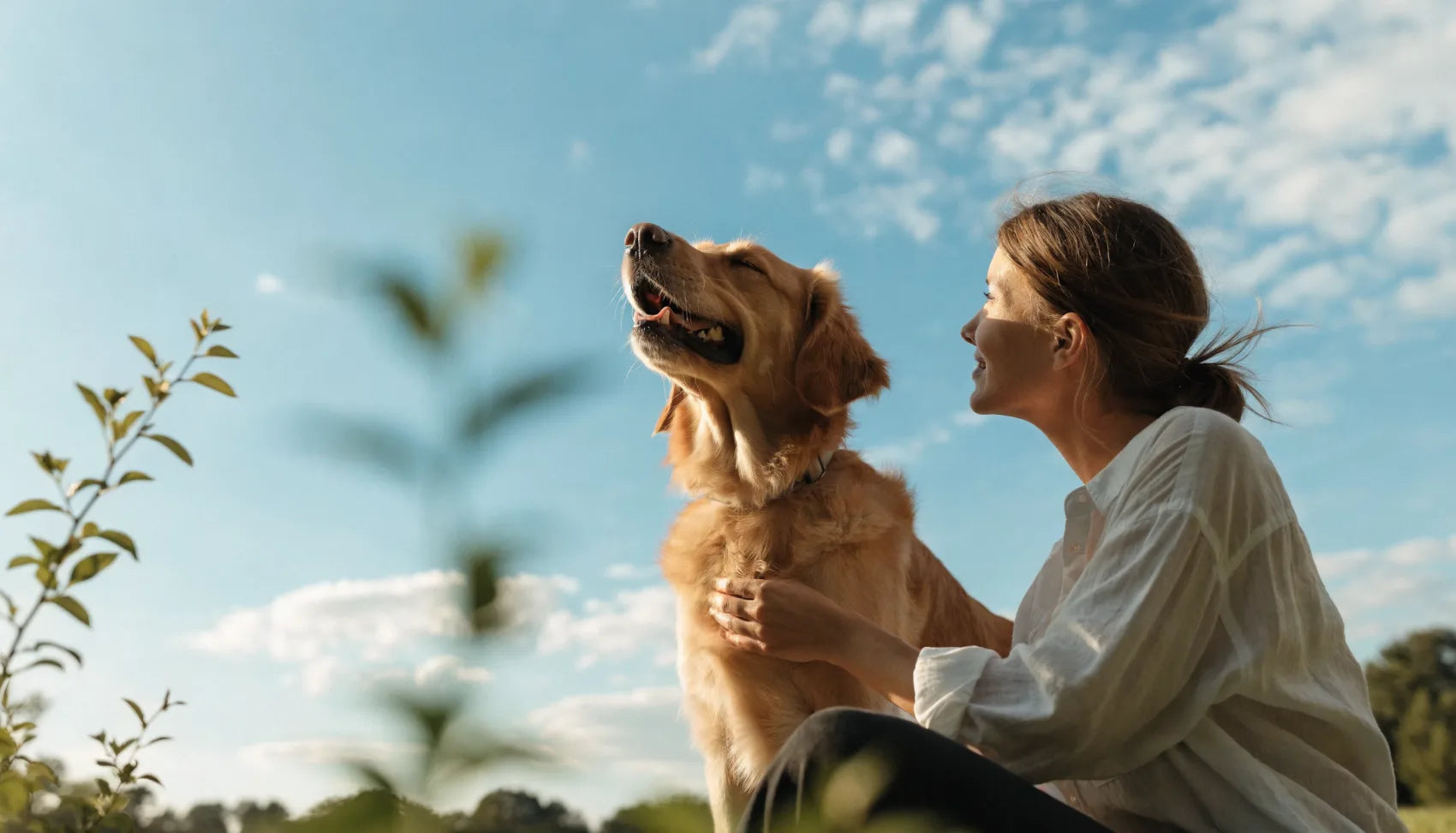 A happy dog outdoors on a bright day
