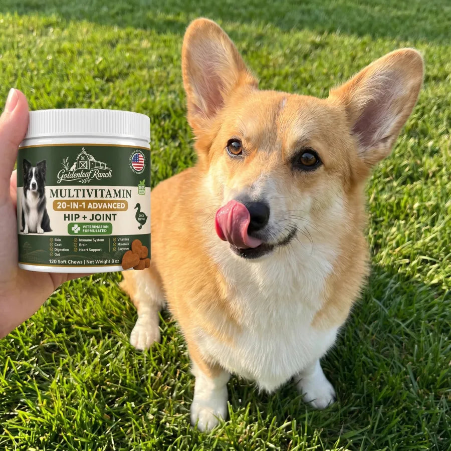 A happy customer dog