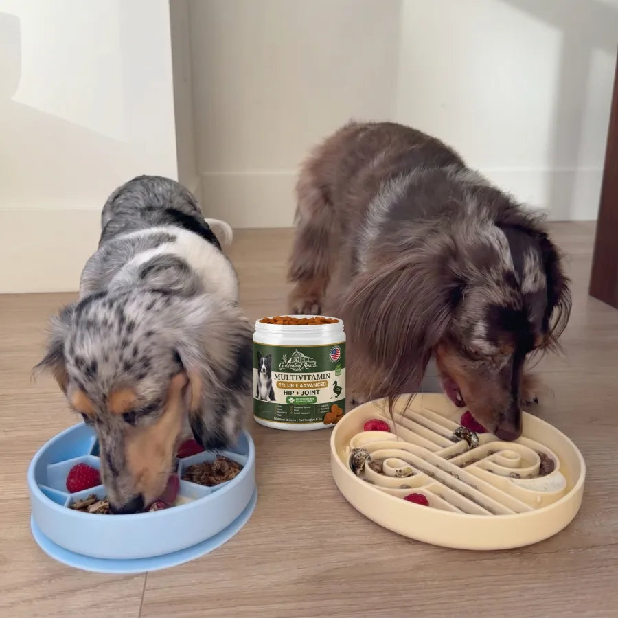 Two Dachshunds eating beside a tub of Goldenleaf chews